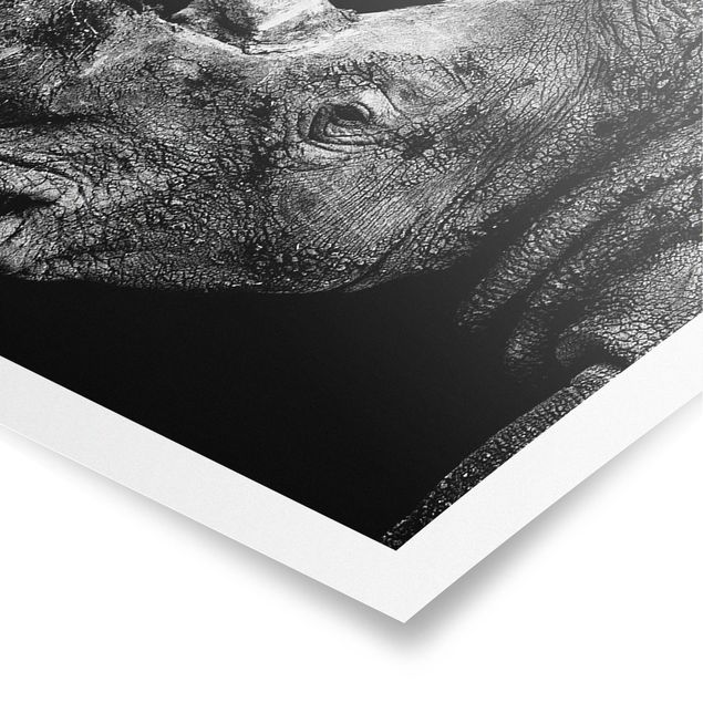 Panoramic poster animals - Rhino Duel