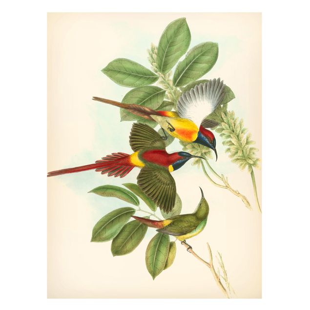 Magnetic memo board - Vintage Illustration Tropical Birds III