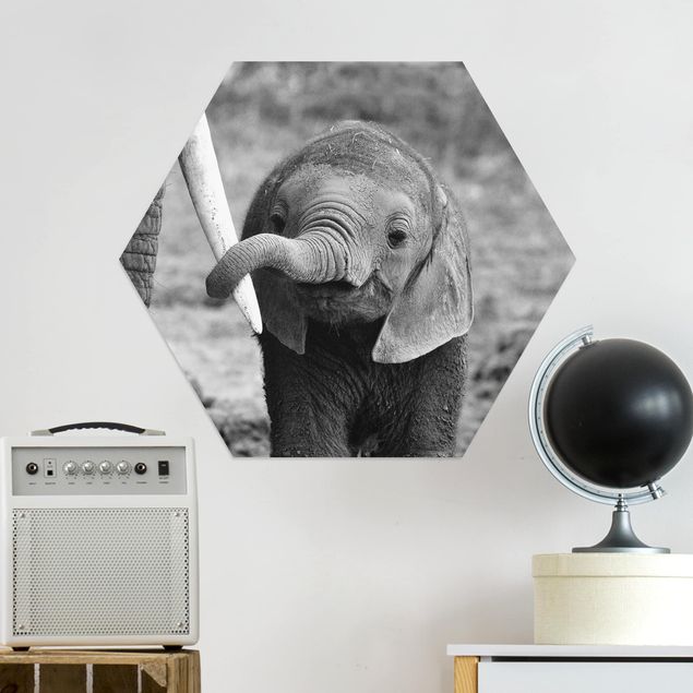 Alu-Dibond hexagon - Baby Elephant