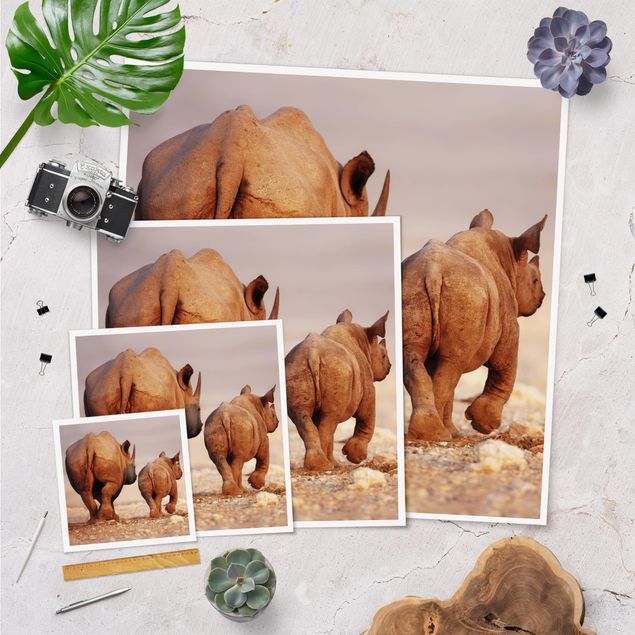 Poster - Wandering Rhinos