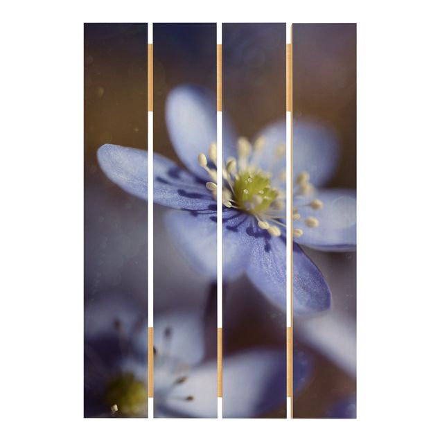 Print on wood - Anemone In Blue