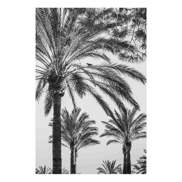 Print on aluminium - Palm Trees At Sunset Black And White