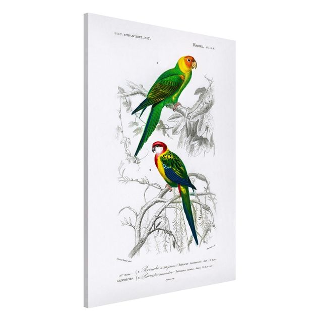 Magnetic memo board - Vintage Wall Chart Two Parrots Green Red
