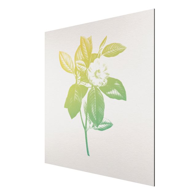 Print on aluminium - Modern Vintage Botanik Cherry Blossom Green Yellow