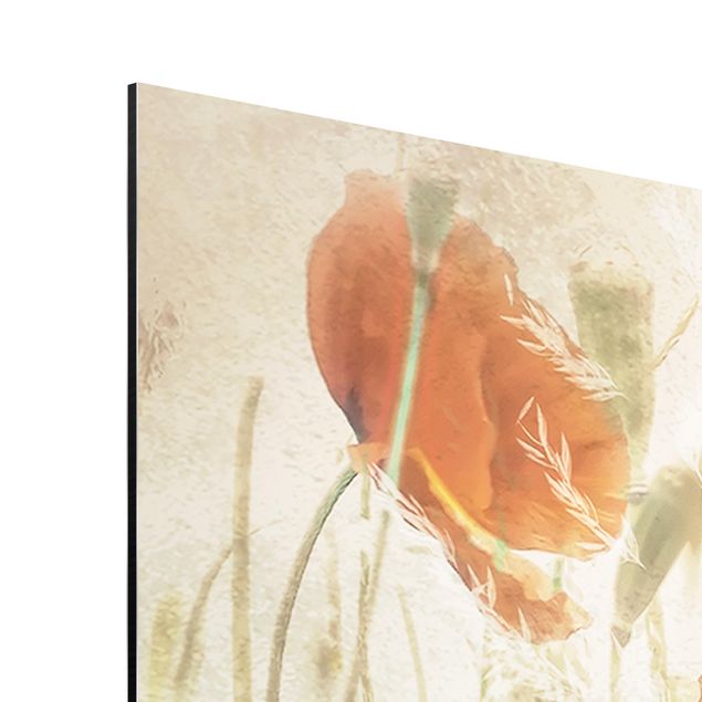 Print on aluminium - Poppy Flowers And Grasses In A Field