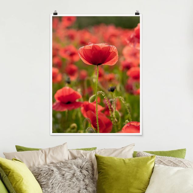 Poster flowers - Poppy Field In Sunlight