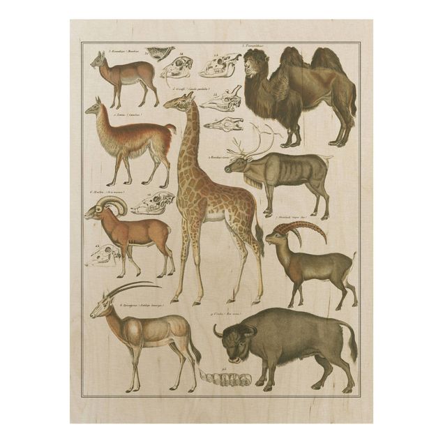 Print on wood - Vintage Board Giraffe, Camel And IIama