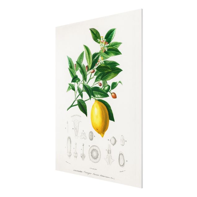Print on forex - Botany Vintage Illustration Of Lemon