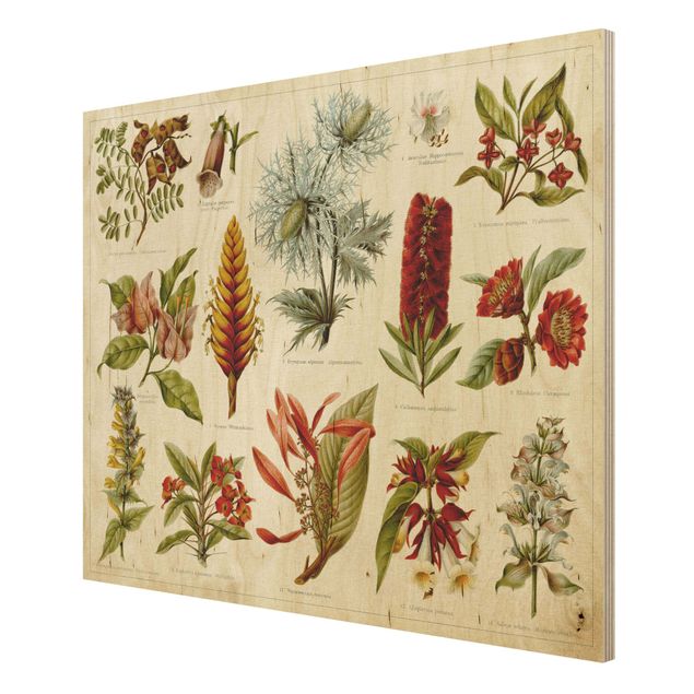 Print on wood - Vintage Board Tropical Botany I