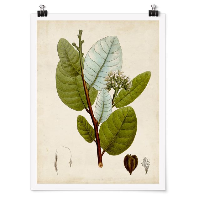 Poster flowers - Deciduous Tree Poster I