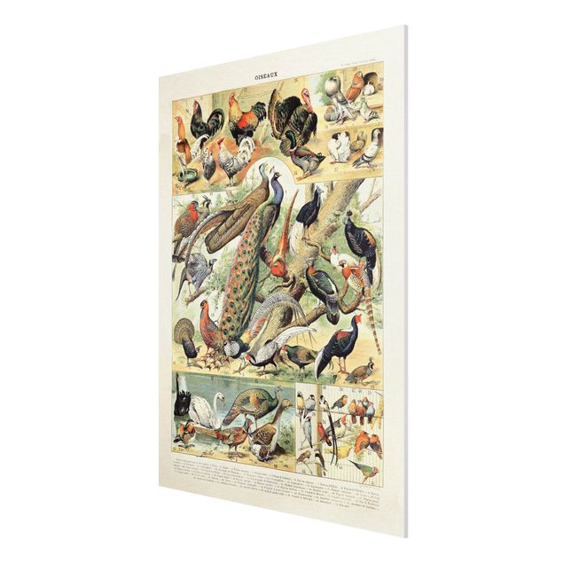 Print on forex - Vintage Board European Birds