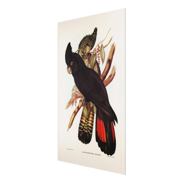 Glass print - Vintage Illustration Black Cockatoo Black Gold
