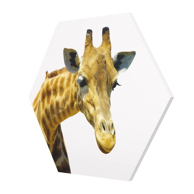 Forex hexagon - No.21 Prying Giraffe
