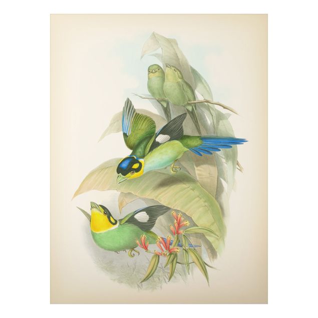 Print on aluminium - Vintage Illustration Tropical Birds