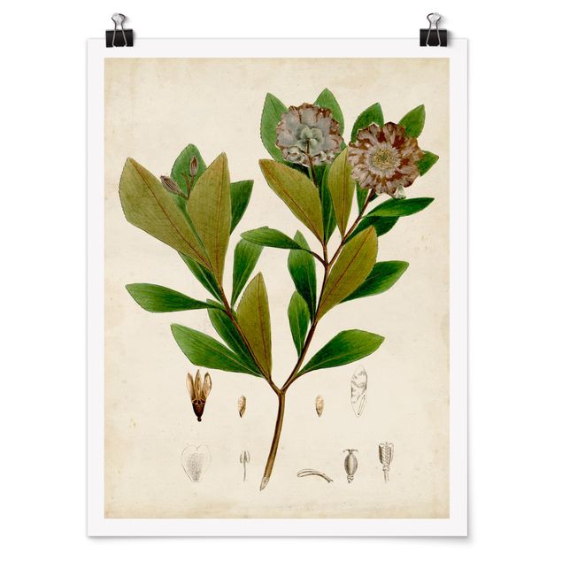 Poster flowers - Deciduous Poster V