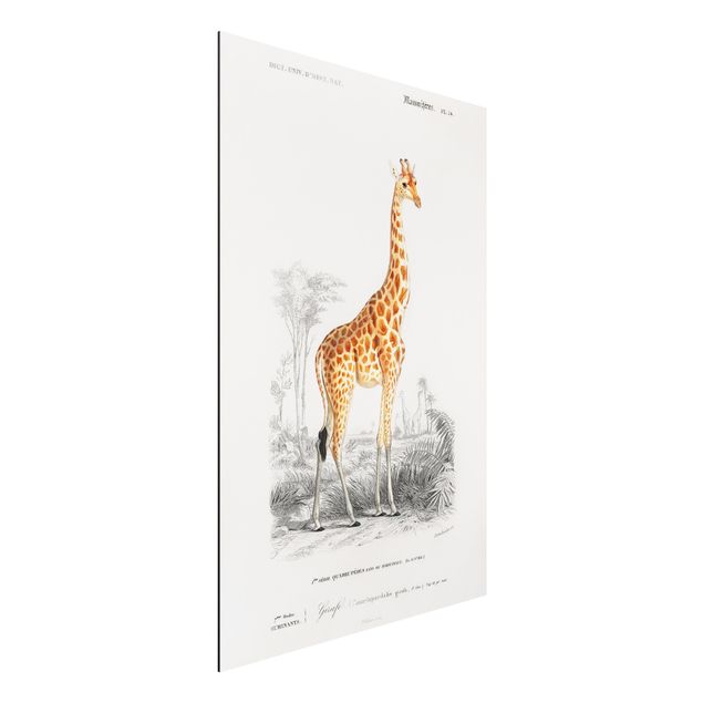 Aluminium dibond Vintage Board Giraffe