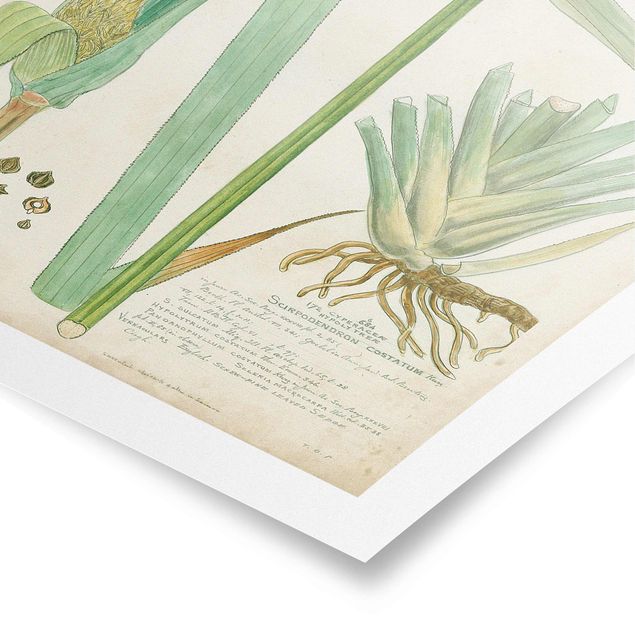 Poster - Vintage Botany Drawing Grasses III