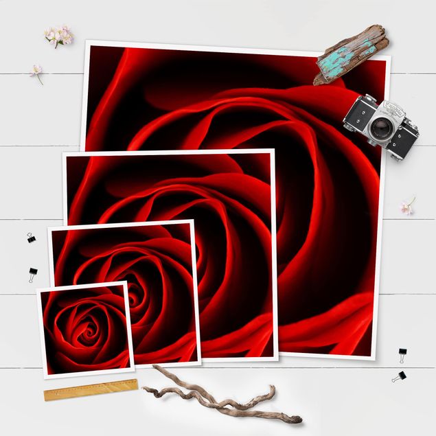 Poster - Lovely Rose