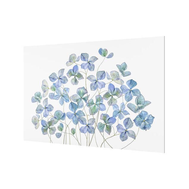 Splashback - Blue Hydrangea Flowers