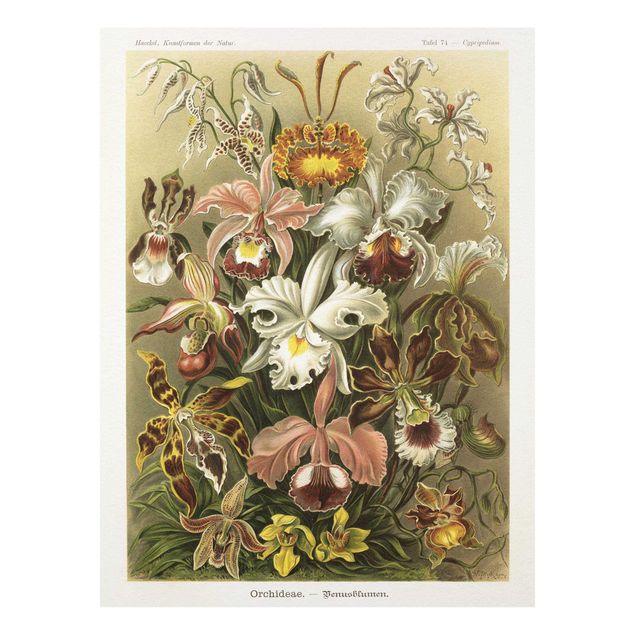 Print on forex - Vintage Board Orchid