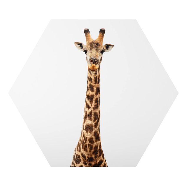 Alu-Dibond hexagon - Giraffe head