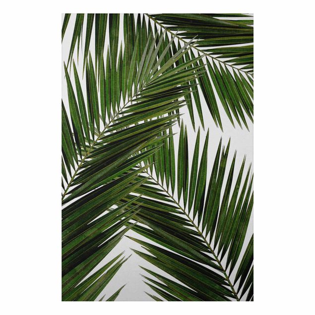 Print on aluminium - View Through Green Palm Leaves