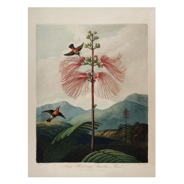 Magnetic memo board - Botany Vintage Illustration Flower And Hummingbird