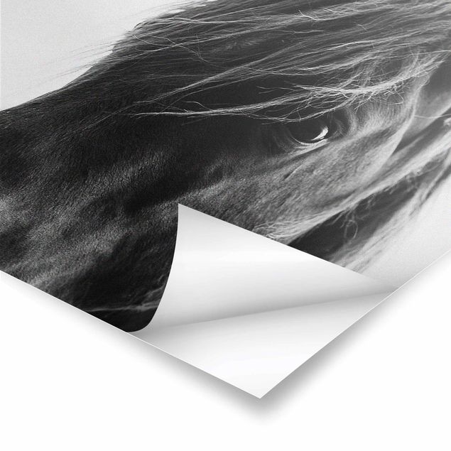 Poster - Curious Horse