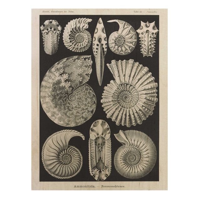 Print on wood - Vintage Board Fossils Black And White
