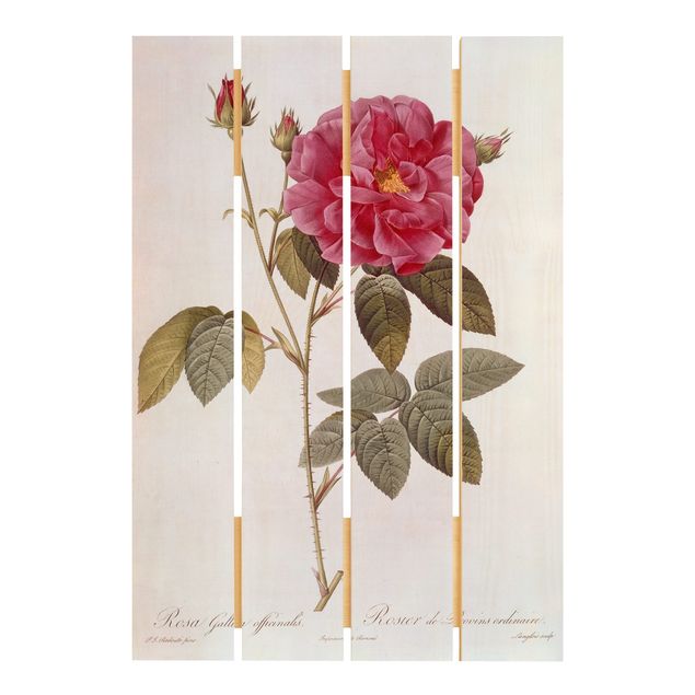 Print on wood - Pierre Joseph Redoute - Apothecary's Rose