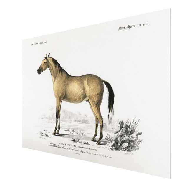 Print on forex - Vintage Board Horse