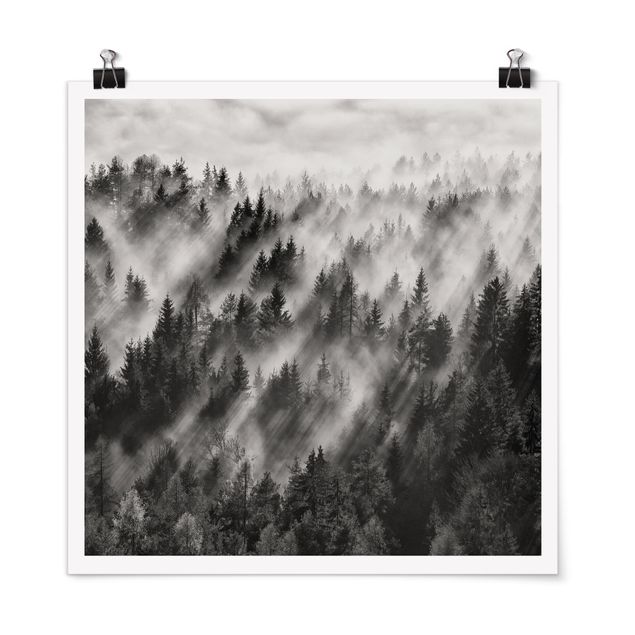 Poster - Light Rays In The Coniferous Forest