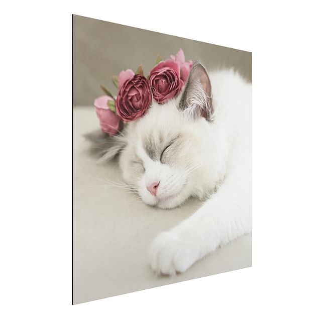 Aluminium dibond Sleeping Cat with Roses