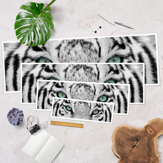 Panoramic poster animals - White Tiger