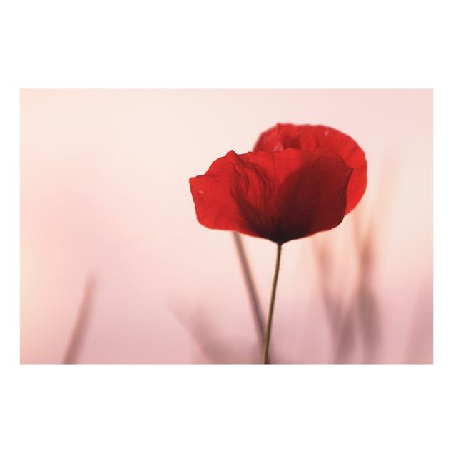 Splashback - Poppy Flower In Twilight - Landscape format 3:2