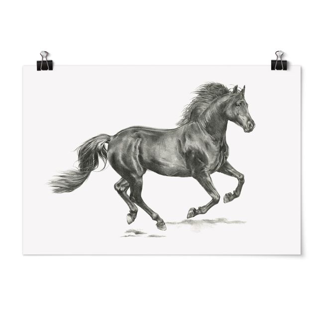 Poster - Wild Horse Trial - Stallion