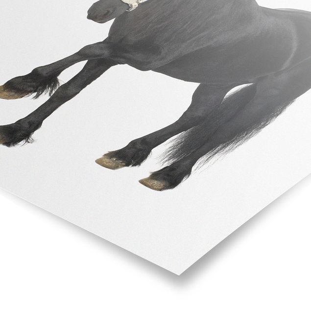 Poster - Friesian Mare