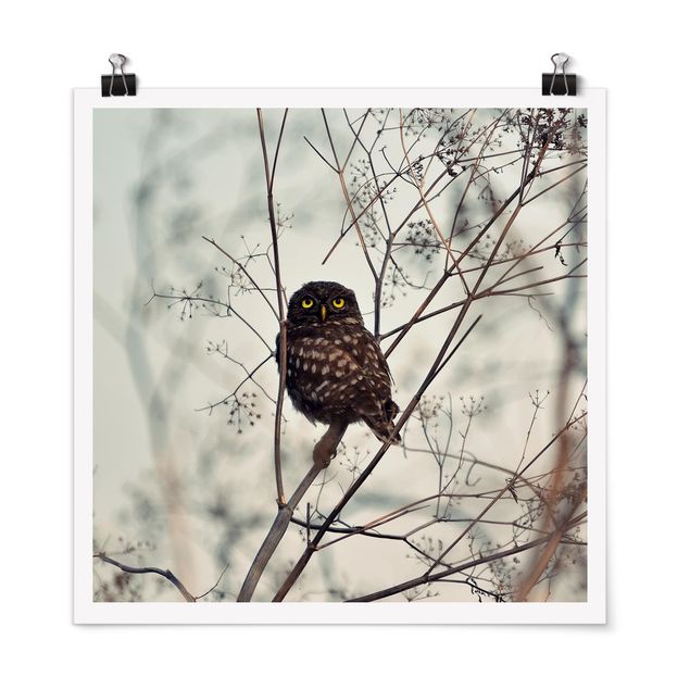Poster - Owl In The Winter