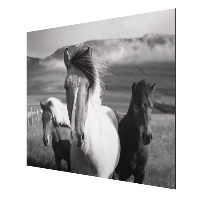 Print on aluminium - Wild Horses Black And White