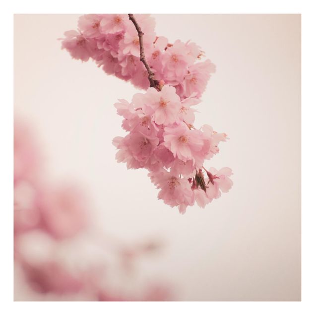 Print on aluminium - Pale Pink Spring Flower With Bokeh