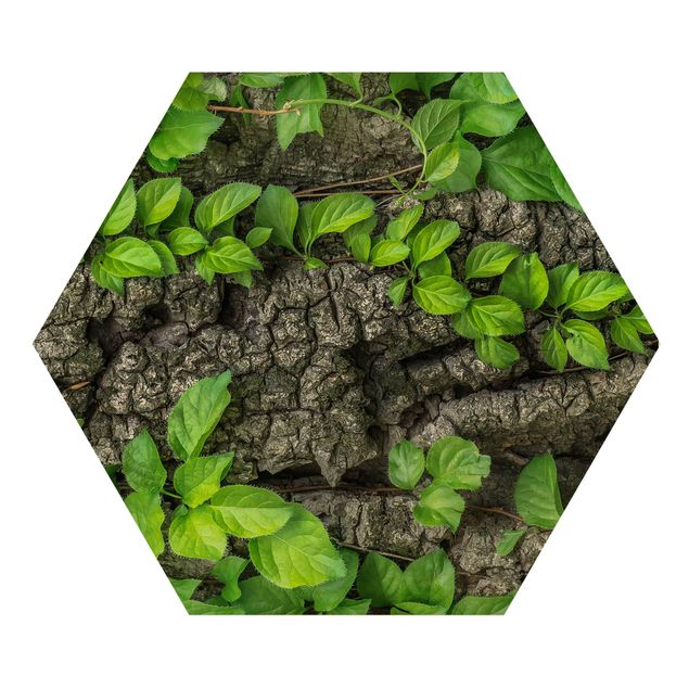 Wooden hexagon - Ivy Tendrils Tree Bark
