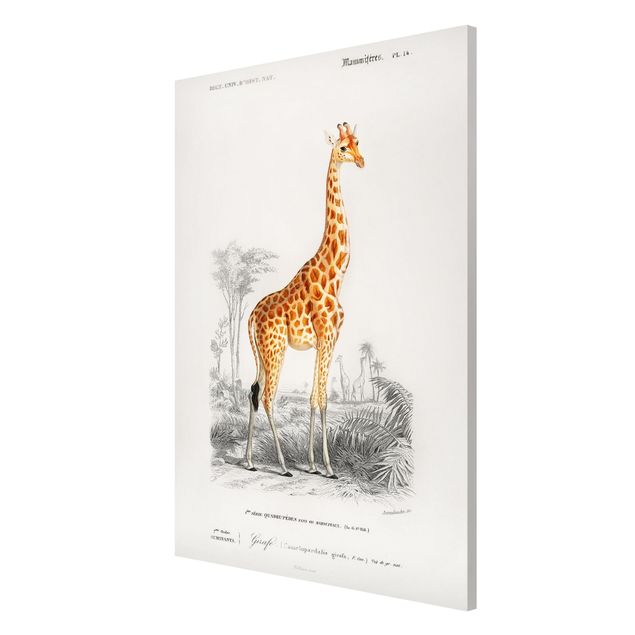 Magnetic memo board - Vintage Board Giraffe