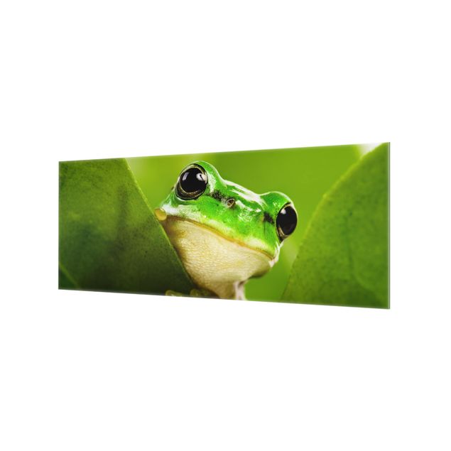 Splashback - Frog
