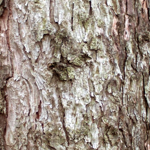 Adhesive film - Treebark