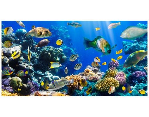 Window decoration - Underwater Reef