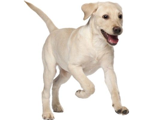 Window sticker - Labrador Puppy