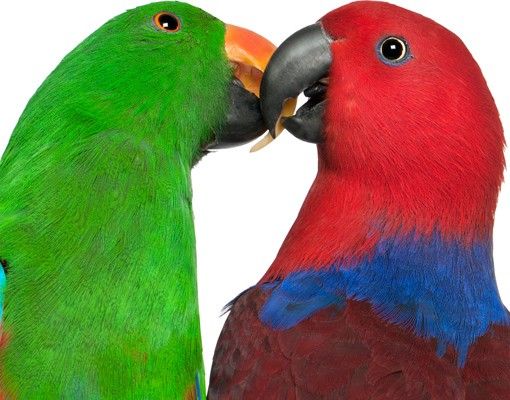 Window sticker - Parrots In Love