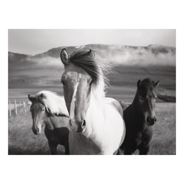 Splashback - Wild Horses Black And White - Landscape format 4:3