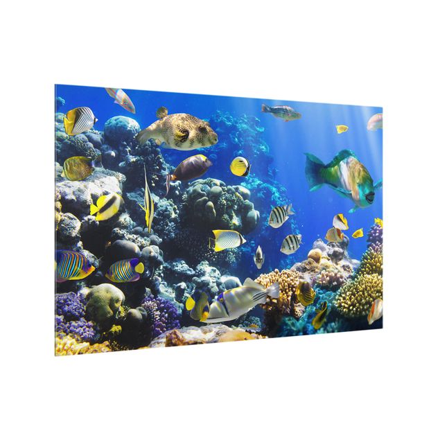 Glass splashback animals Underwater Reef
