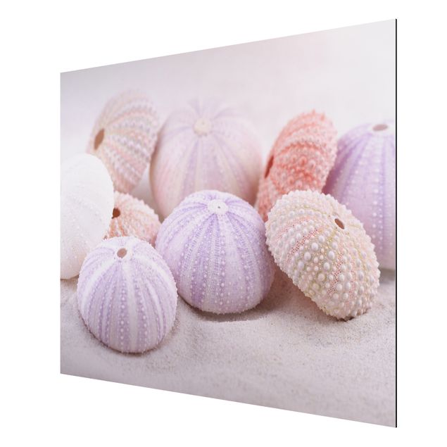 Print on aluminium - Sea Urchin In Pastel